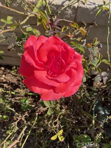 Stop and smell the roses please