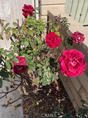Ah, more roses
