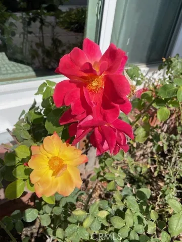 Just outside your front picture window beautiful Roses that smell great!