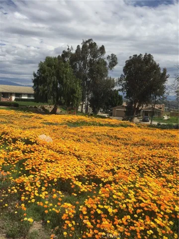 Front in Spring when  Wild Flowers Bloom