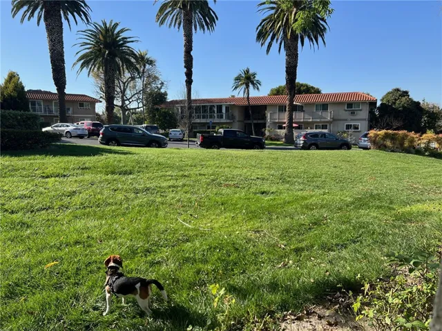 View from the patio - palm trees and lots of green grass as your backdrop.