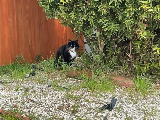 neighborhood visitor