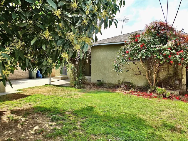 Avocado, Orange and Lemon tree in the back yard