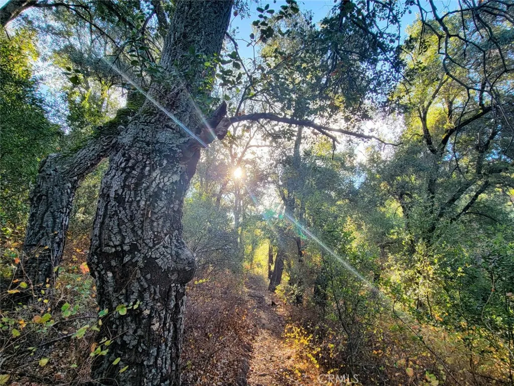5049 Ca-78, Santa Ysabel, California 92070 home-pic-13