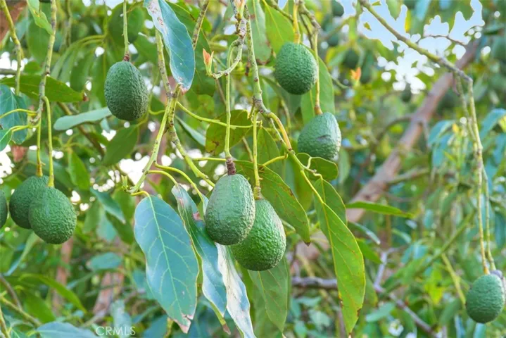This lot has 35 fruit trees