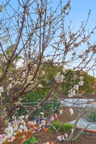 A picturesque tree is the view from the primary bedroom