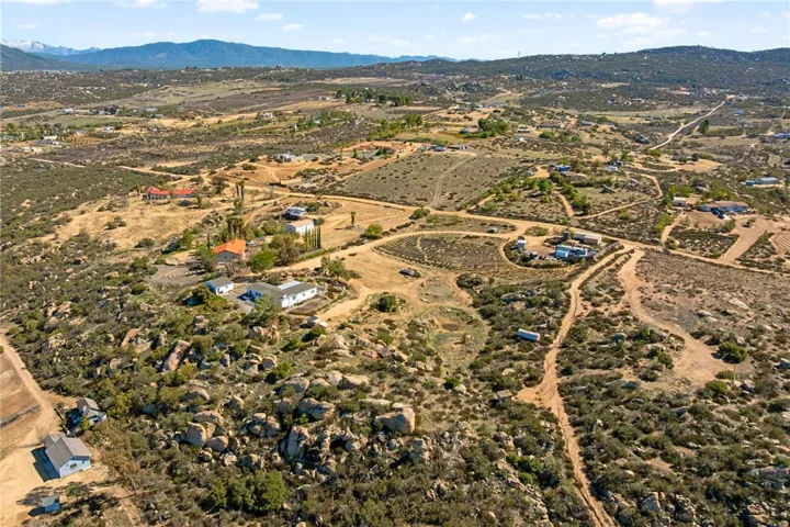 1,000 Thriving Lavender Plants