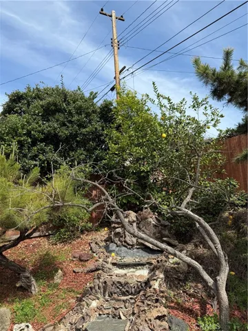 Fruit Tree(Persimmon & Lemon)