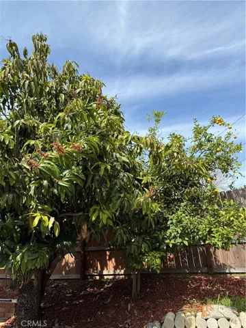 Fruit Trees (Mango & Lemon)