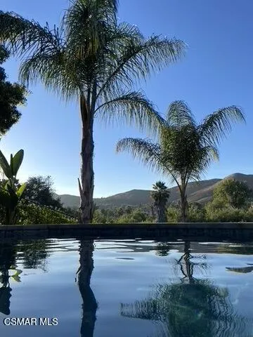 Maxine summer palms