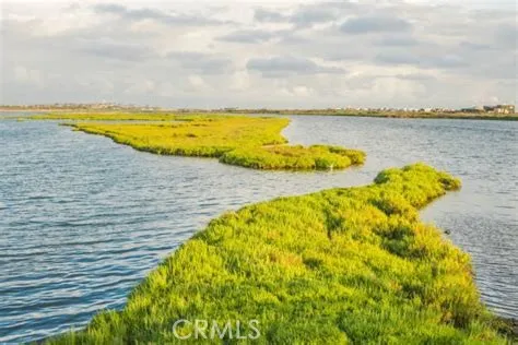Peaceful afternoon strolls through marshland habitats
