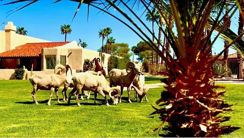202 Pointing Rock Drive 18, Borrego Springs, California 92004