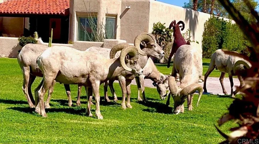 202 Pointing Rock Drive 18, Borrego Springs, California 92004