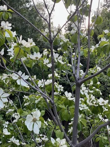The Dogwood Tree at Deck