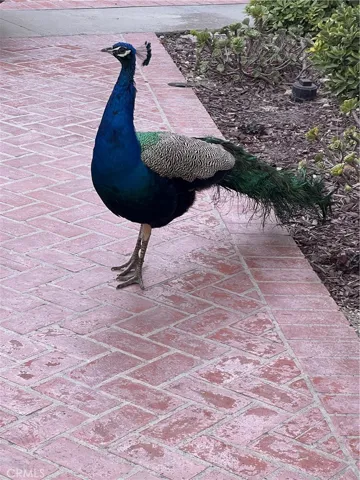 Peacocks roaming the neighborhood paying you a visit!