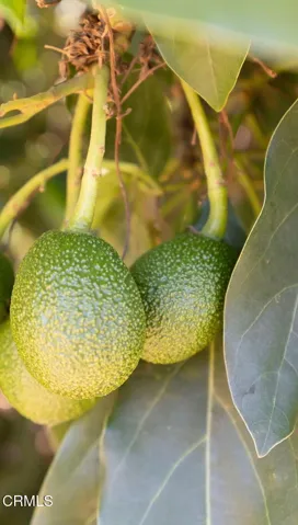 4a-web-or-mls-Upmarketmedia_640Hol-132