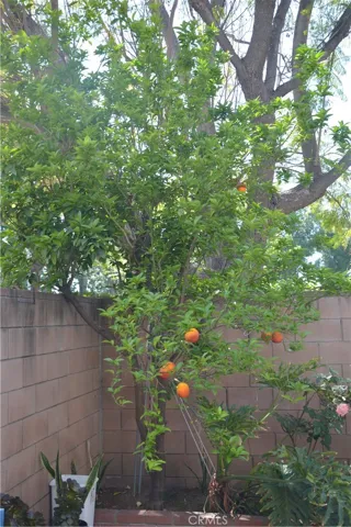 FRUITING BLOOD ORANGE