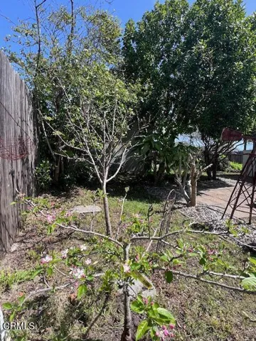 Apple Trees