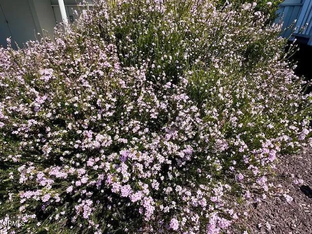 Beautiful Flower Bush to greet you!