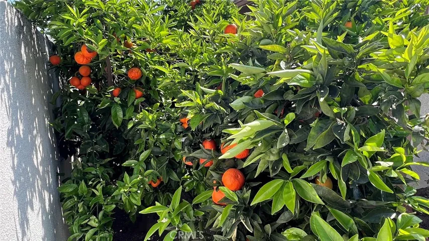 Tangerine tree at the side of house looking toward the front yard