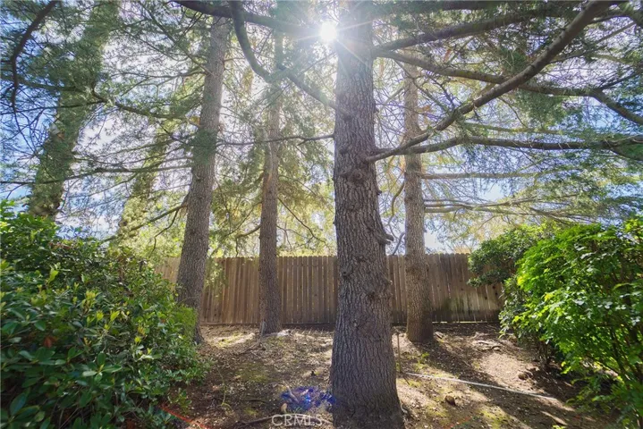 CAMP UNDER THE TREES