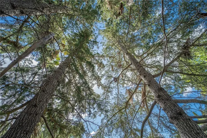 YOUR OWN PRIVATE WOODS