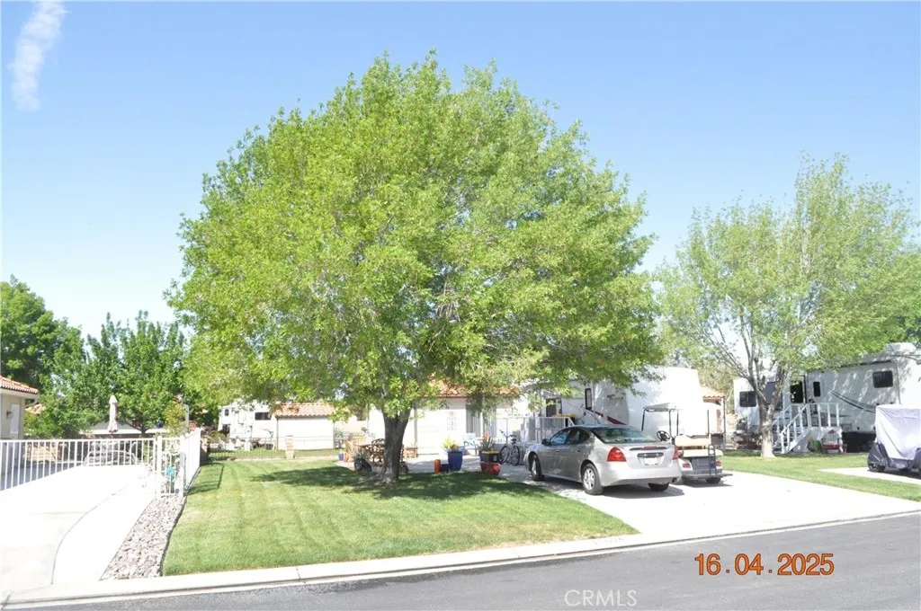 Shade Tree, Shade Tree, Shade Tree.
