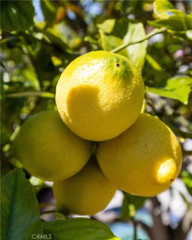 Lemon​​‌​​​​‌​​‌‌​​‌​​​‌‌​​​‌​​‌‌​​‌‌​​‌‌​​​​ tree