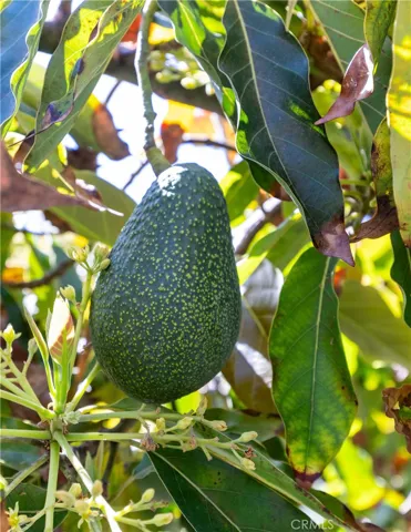 Delicious avocado tree