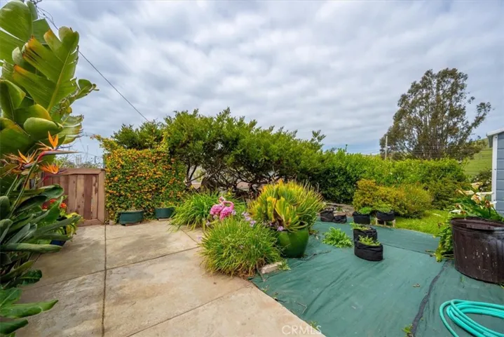 Backyard Area