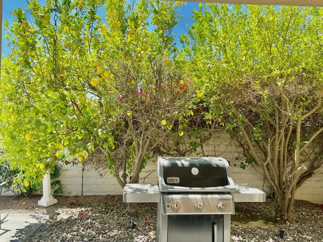 Rear Yard