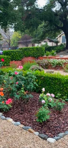 There are usually 30+ roses when they bloom...
