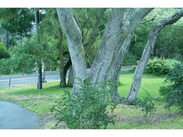 2811 Forest Lodge Road, Pebble Beach, California 93953