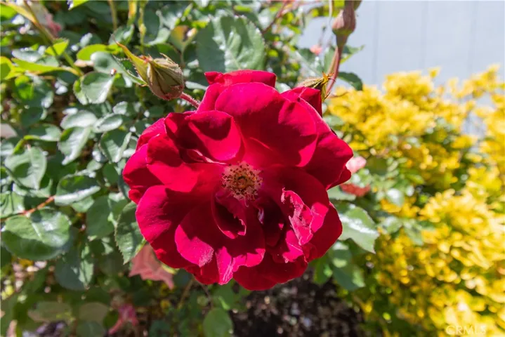 98 Via San Carlos 98, Paso Robles, California 93446