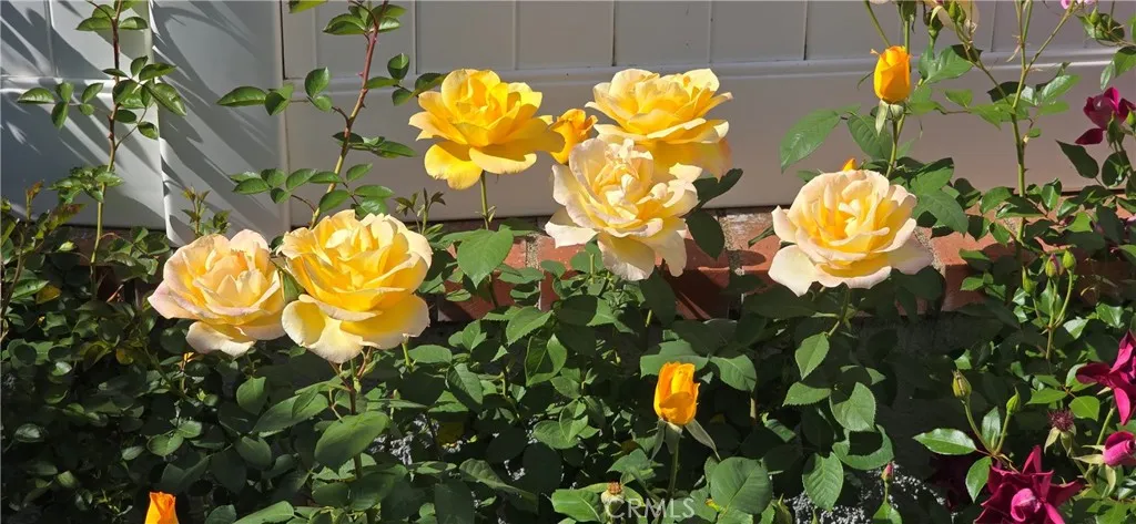 Roses Anyone