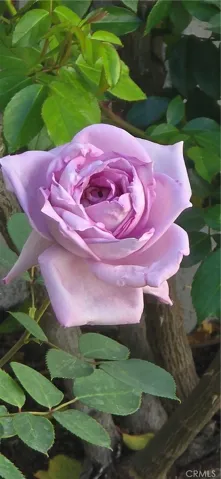  Beautiful Flowers