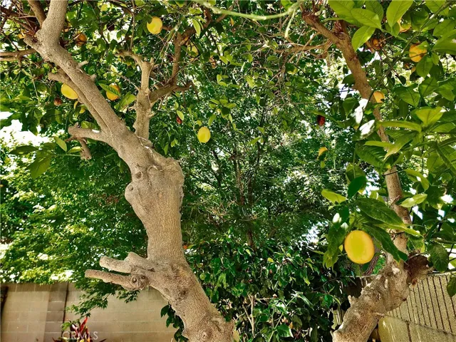 Enjoy  freshly made lemonade grown in your yard