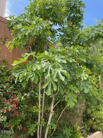 Fig Tree