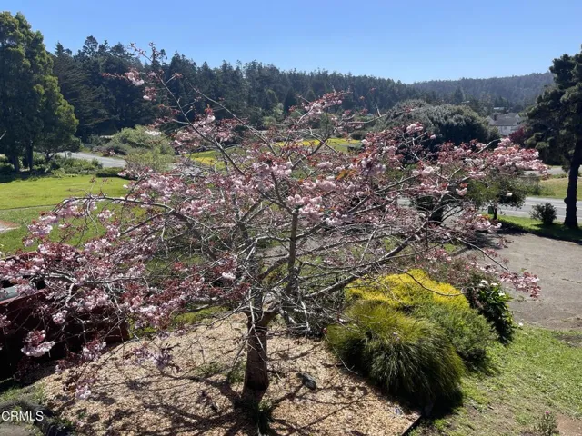 Yard S.E. View