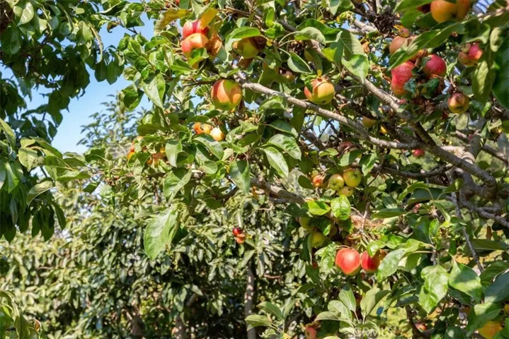 Fruit, fruit and more fruit! Irrigated by an ag well, you'll have a bounty of fresh produce this summer!