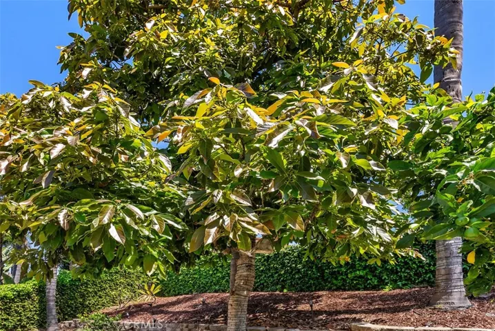 Awesome avocado tree.