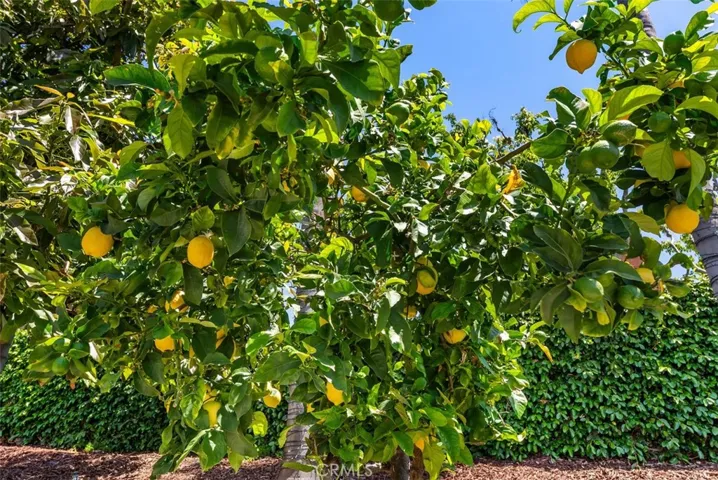 Awesome lemon tree.