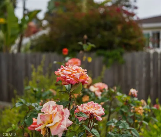 Roses off the side yard