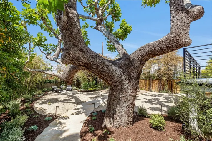 THAT TREE THOUGH....