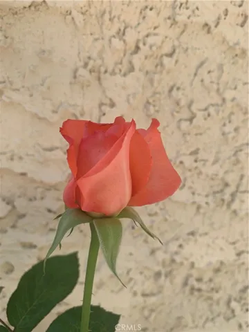 Tangerine roses