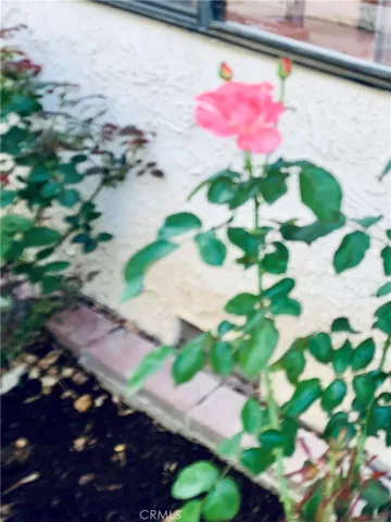 Rose bushes