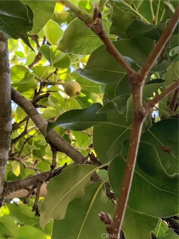 Guava trees