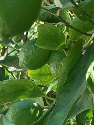 Lime tree