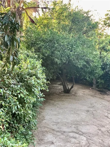 Lime tree and guava tree