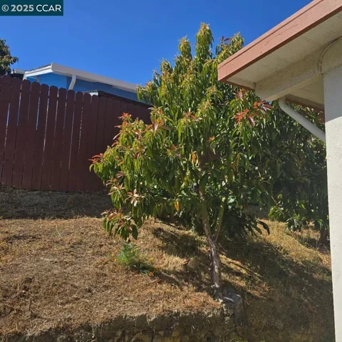 Avocado Trees